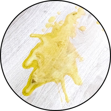 Mon chien vomit jaune et de la bile