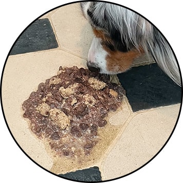 Mon chien vomit ses croquettes entières