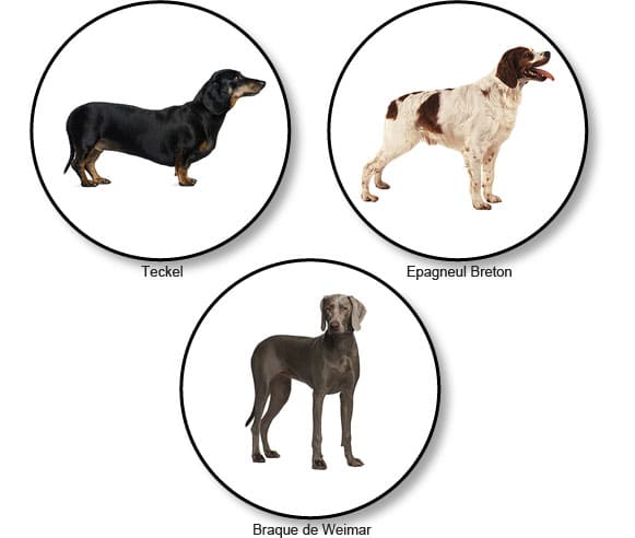 morphotypes-raciaux-chiens-braccoides