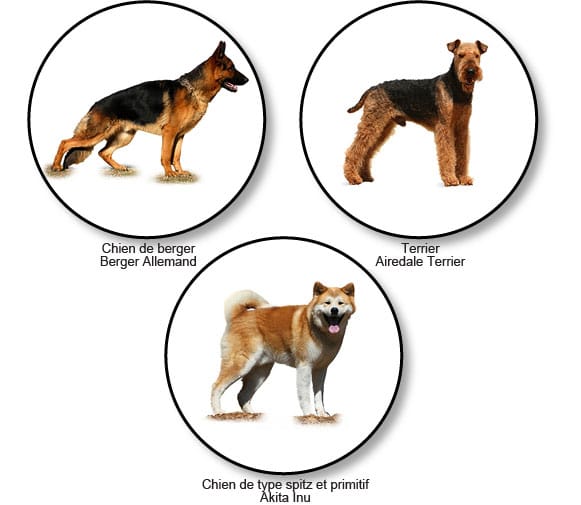 morphotypes-raciaux-chiens-lupoides