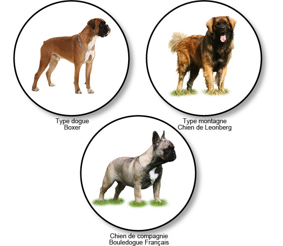 morphotypes-raciaux-chiens-molossoides