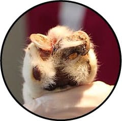 Mon chat boite et ongle incarné