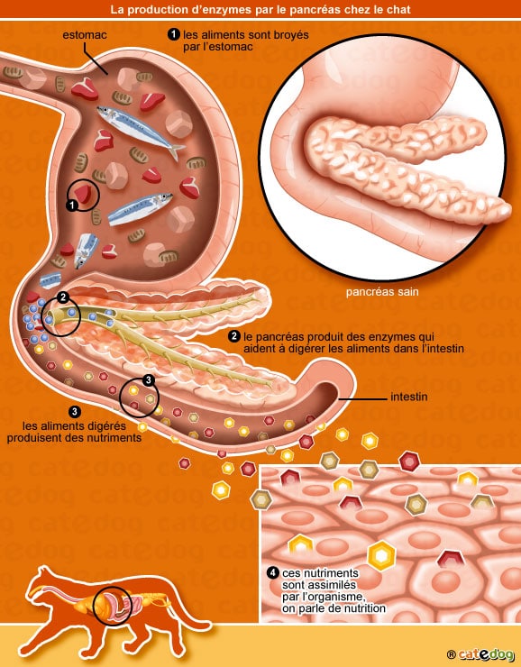 production_enzymes_pancreas_chat