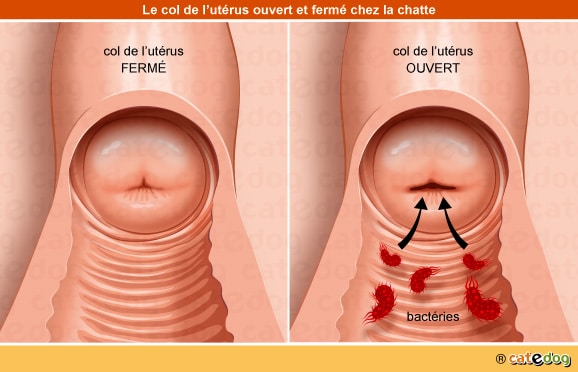 Métrite et pyomètre à col fermé et ouvert chez la chatte touchant l'appareil génital et l'utérus