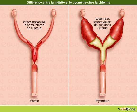 Métrite et pyomètre à col fermé et ouvert chez la chienne touchant l'appareil génital et l'utérus