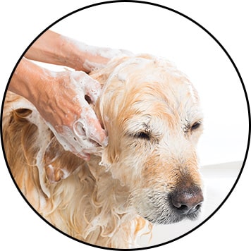 Mon chien sent mauvais et traitement de la séborrhée chez le chien