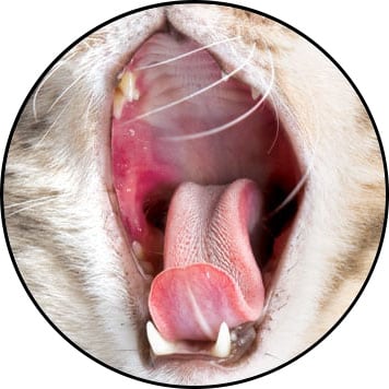 Stomatite chez le chat avec la gorge rouge