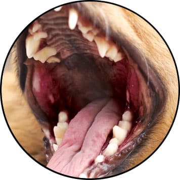 Stomatite chez le chien