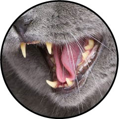 Tartre du chat et dents jaunes