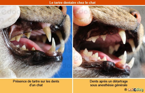 tartre_dentaire_chat