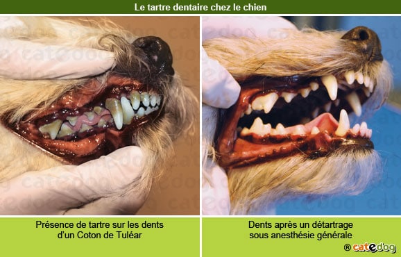 tartre_dentaire_chien