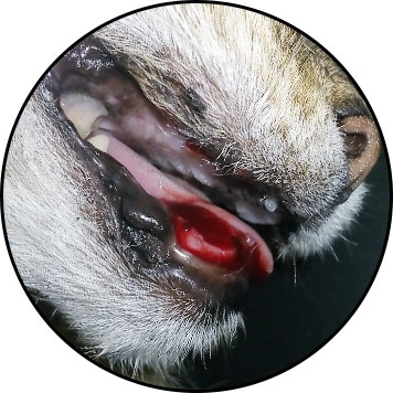 Ulcère de la bouche et de la langue du chat