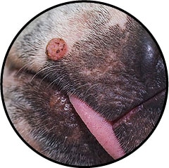 Verrue sur le corps dans les poils d'un chien