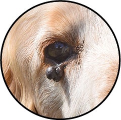 Verrue sur le corps dans les poils d'un chien