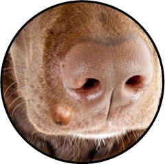 Verrue sur le corps dans les poils d'un chien