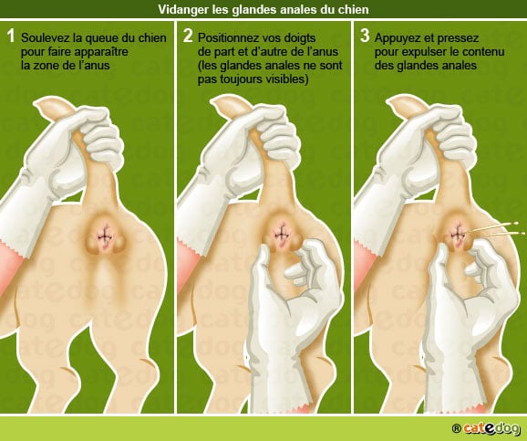 vidanger-vider-glandes-anales-anus-chien