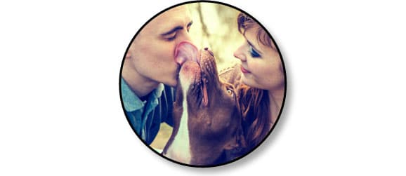 adoption-adopter-chien-adulte-refuge-association