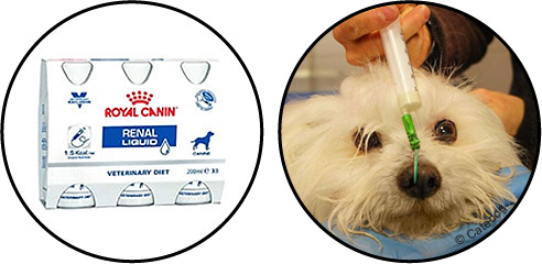 alimentation-sonde-chien-insuffisance-renale