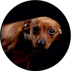 Anxiété et stress du chien