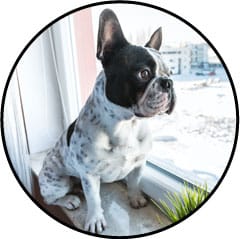 Anxiété de séparation chez le chien
