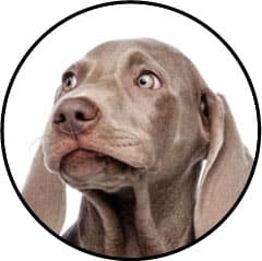 Anxiété et stress du chien