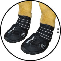 chausson antidérapant du chien souffrant d'arthrose