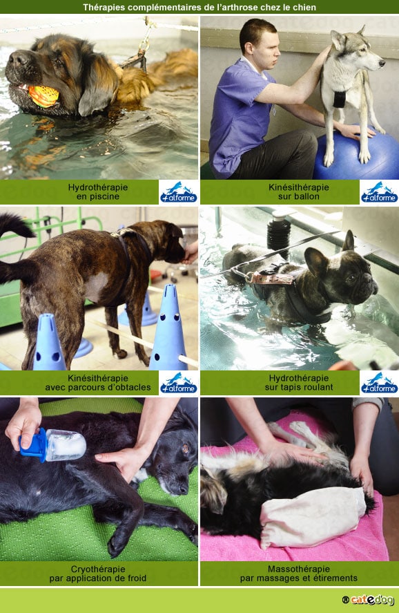 arthrose-chien-hydrotherapie-kinesitherapie-physiotherapie-massage