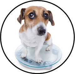 Poids et arthrose chez le chien