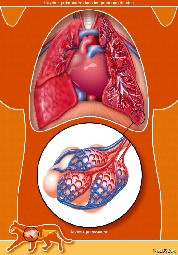 Asthme du chat et alvéole pulmonaire