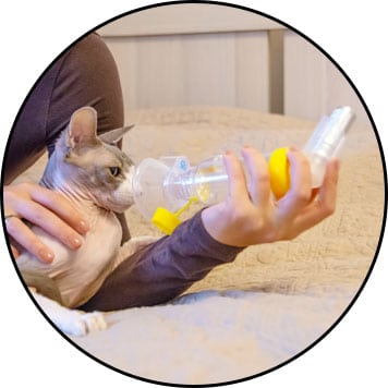 chambre à inhalation pour l'asthme du chat