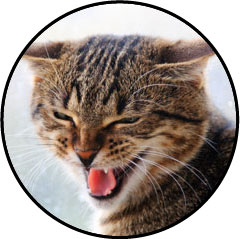 Asthme chez le chat