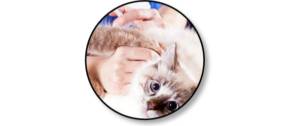 avortement-injection-chatte-chat-grossesse