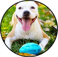 jouet balle pour chien qui fait des bêtises