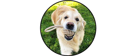 balle corde à nœud à mastiquer pour chien