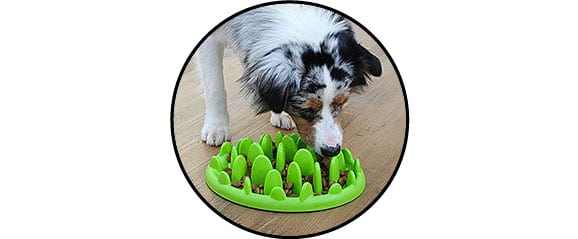 plateau gamelle anti glouton pour le chien obèse