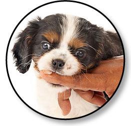 Mon chiot me mordille la main