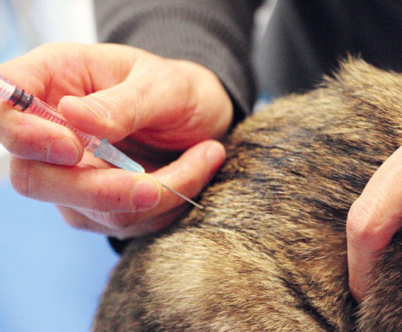 Castration du chat mâle