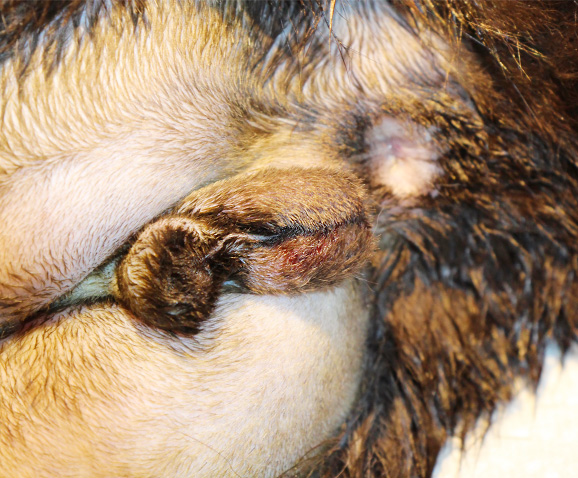 Castration du chat mâle