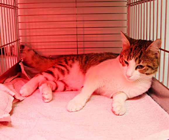 Castration du chat mâle