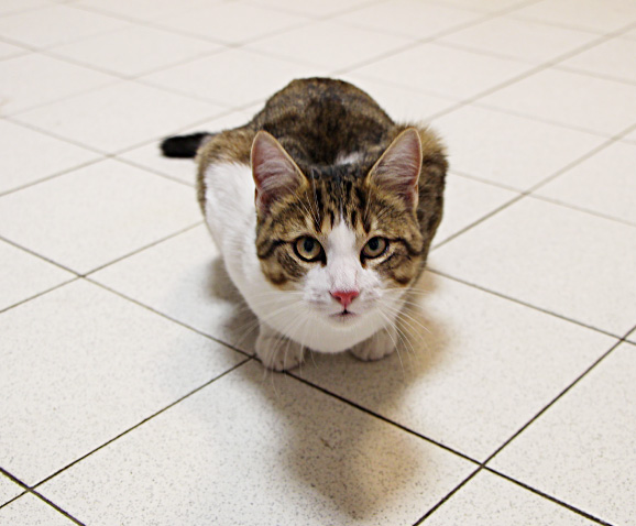 Castration du chat mâle