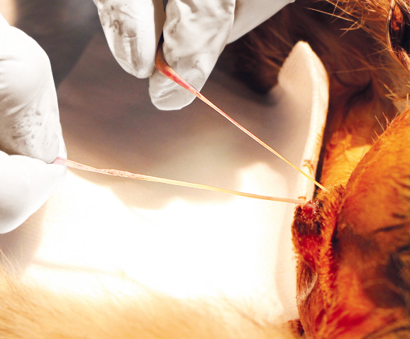 Castration du chat mâle
