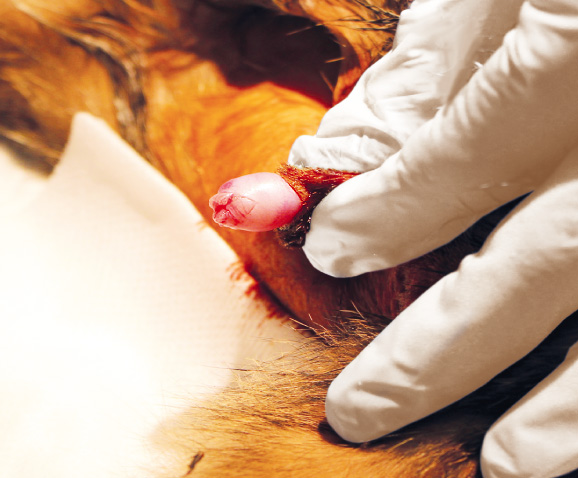 Castration du chat mâle