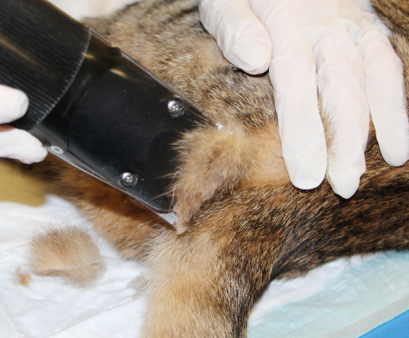Castration du chat mâle