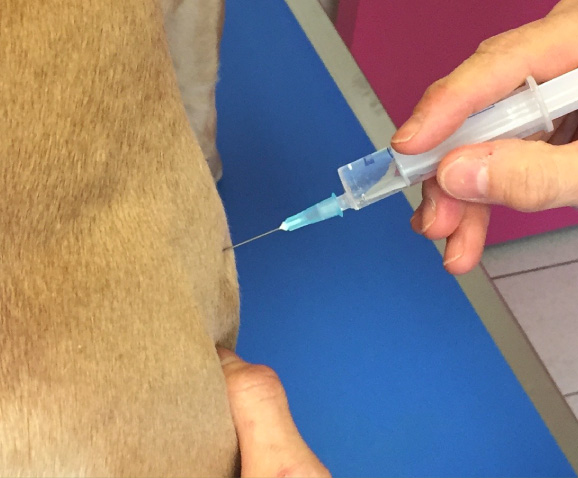 Castration du chien