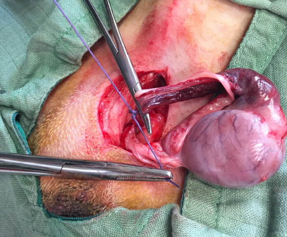 Castration du chien