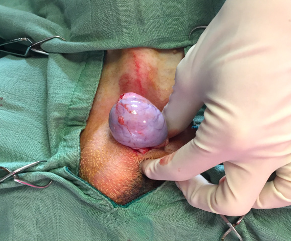 Castration du chien