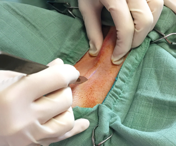 Castration du chien