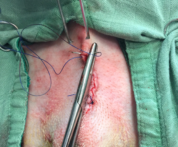 Castration du chien