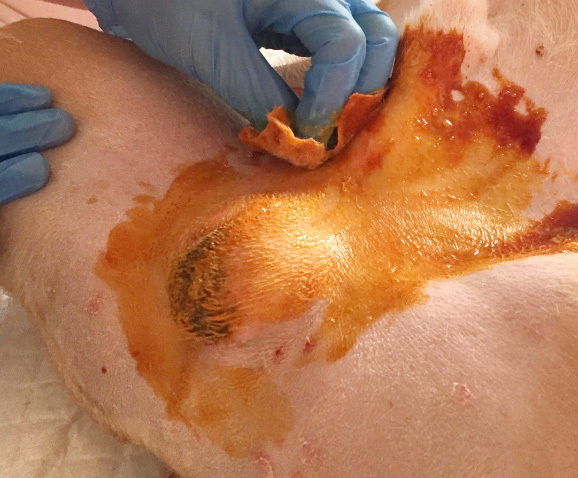 Castration du chien