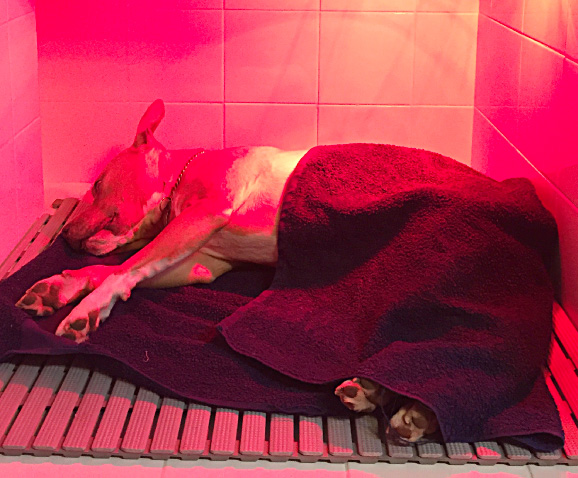 Castration du chien